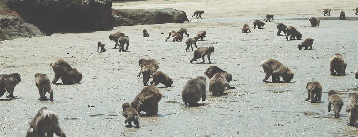 🏝️ 행복의 섬(고지마) 이미지 1